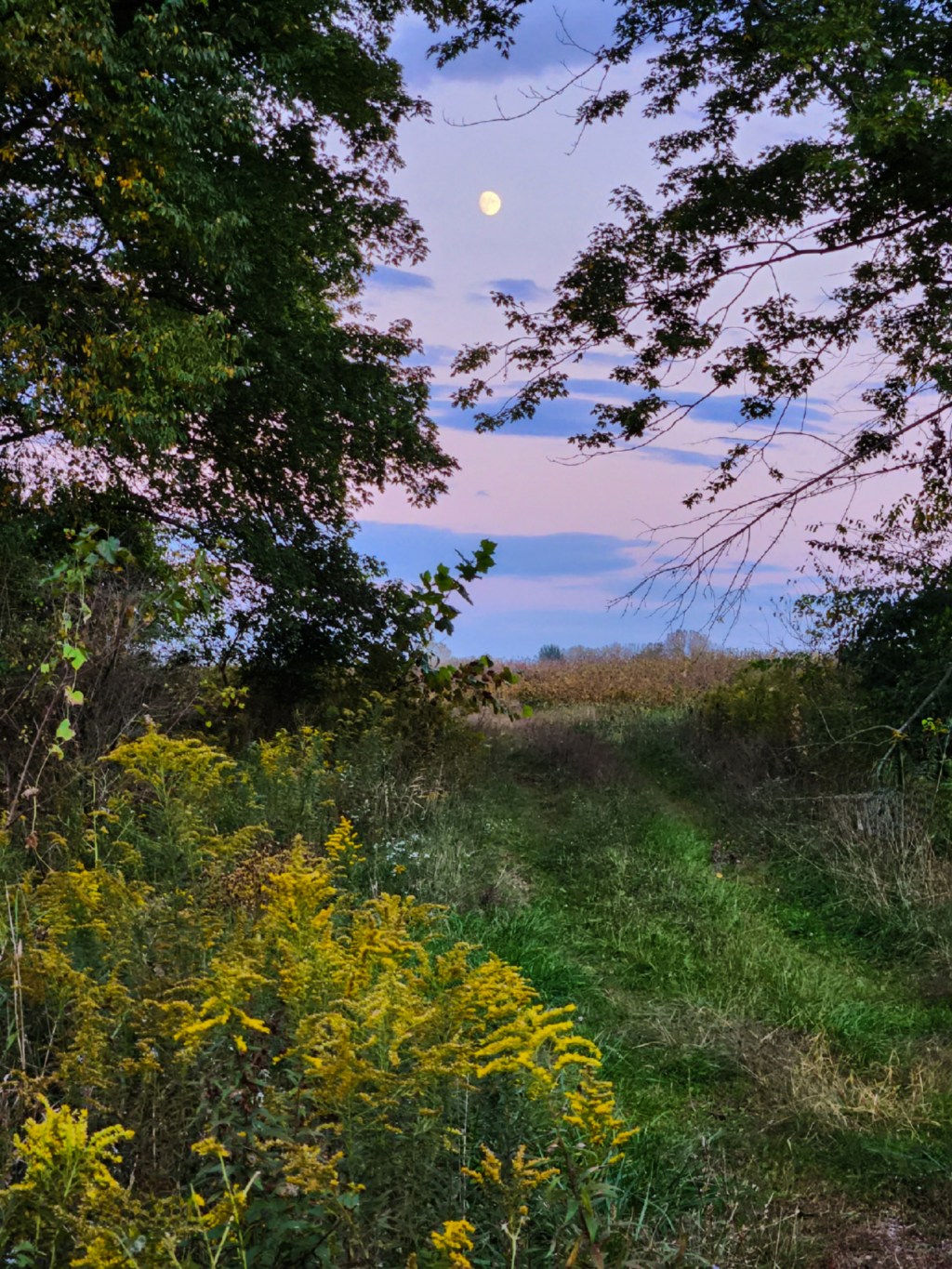 Oh, Beautiful Moon