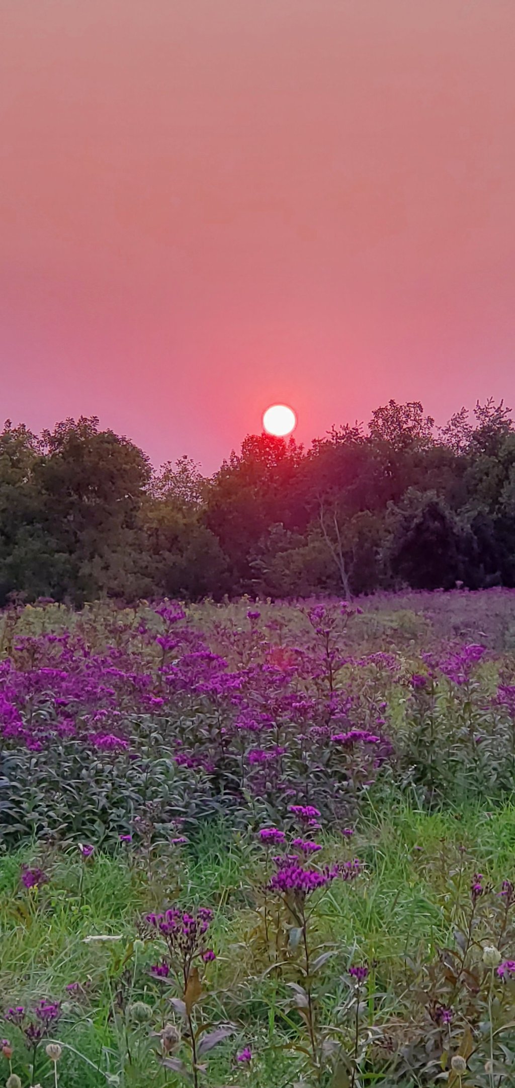 Country Wildflowers at Sunset