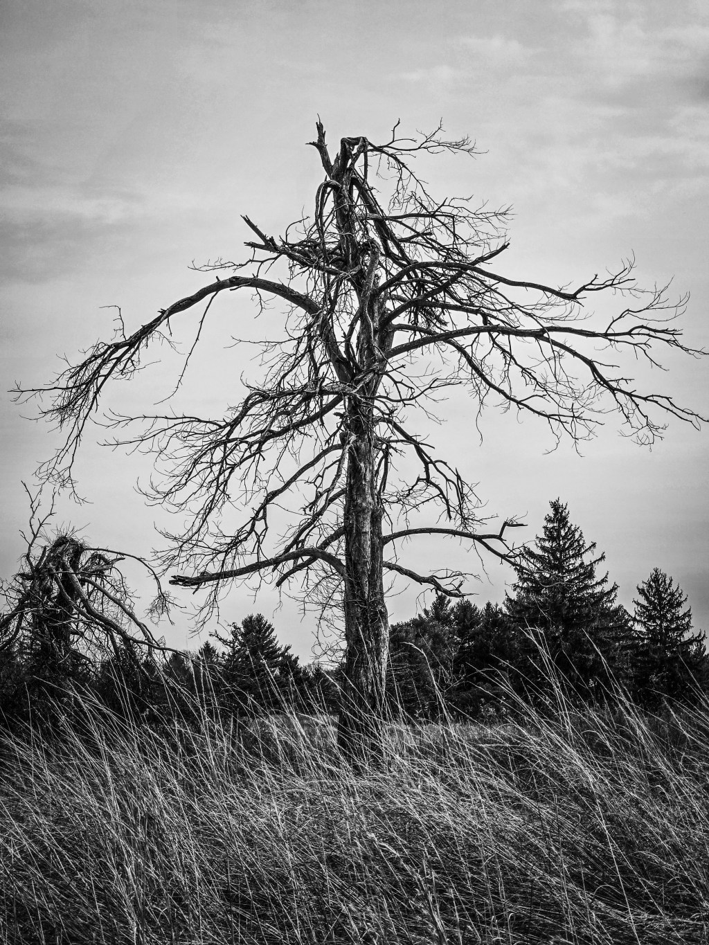 Restless Winds of&nbsp;March
