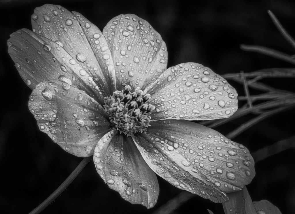 Her Shimmering Promise