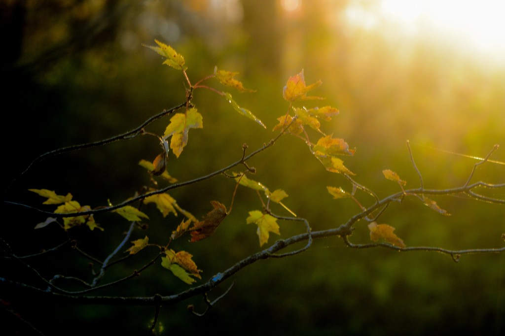 Forest’s Fading Light