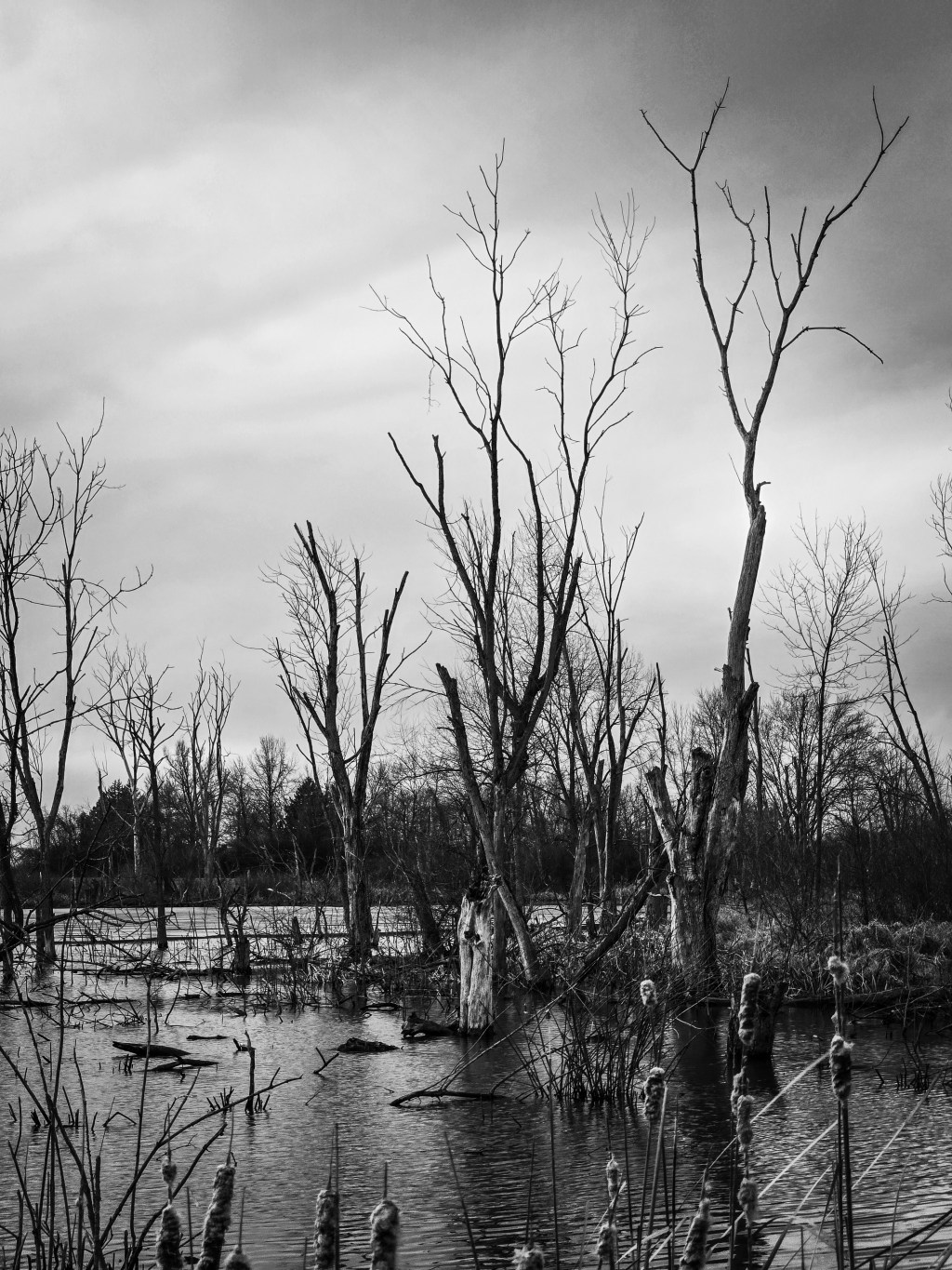 Hushed Reflections