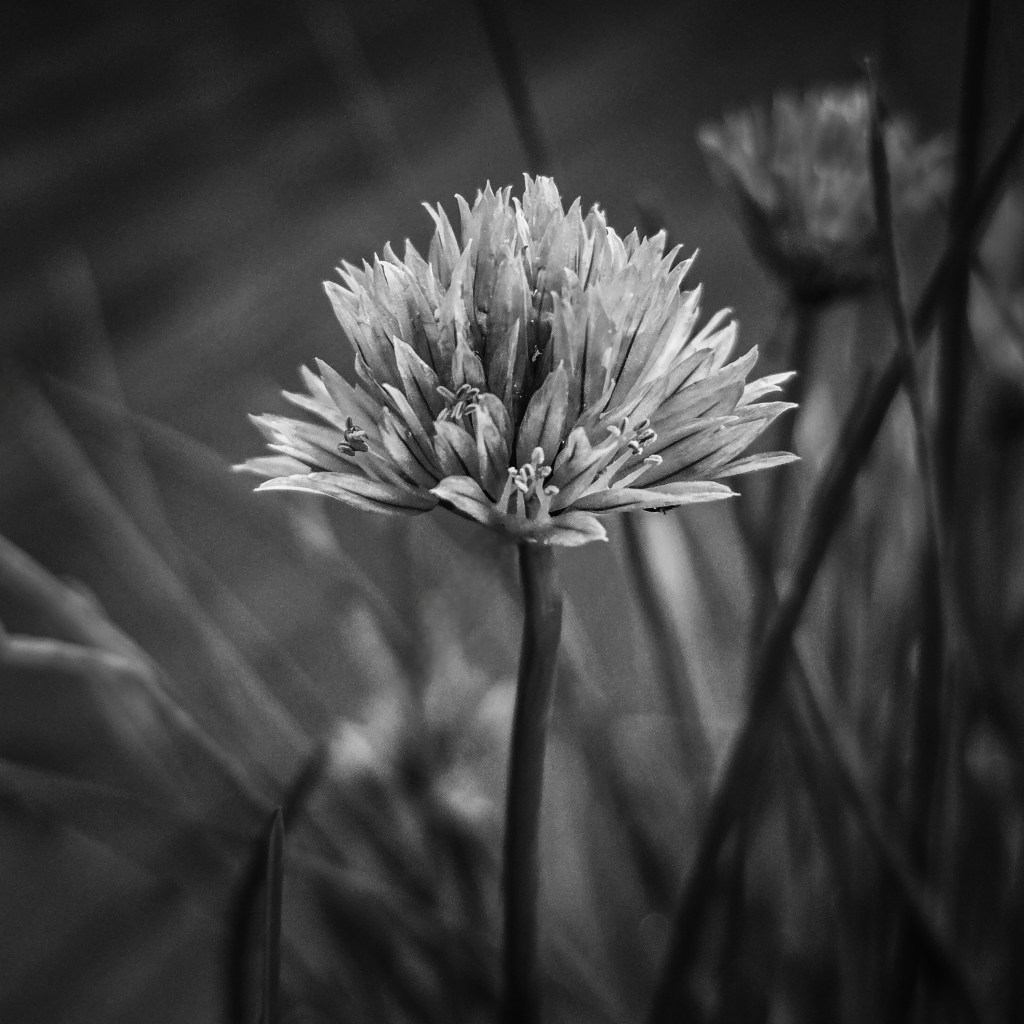 Silvered Crown