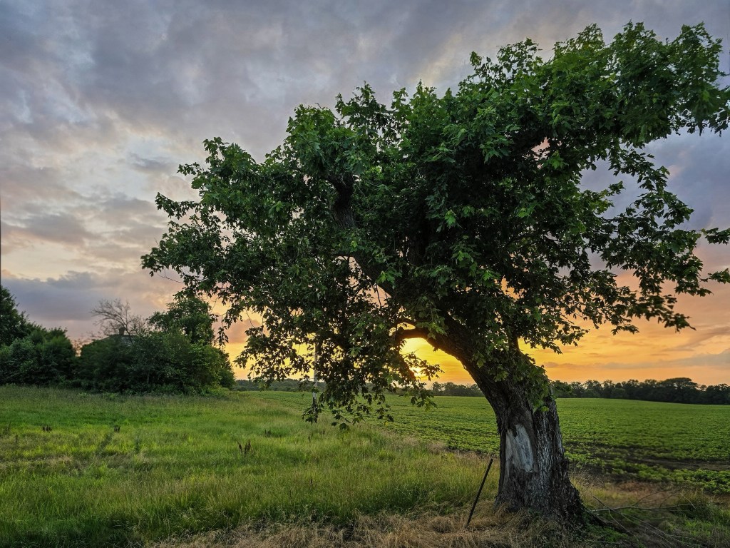 Field’s End