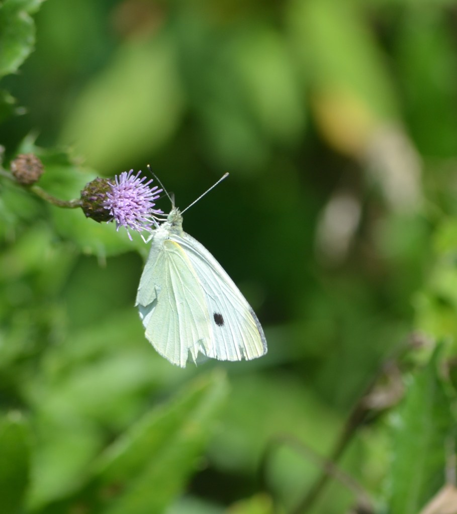 A white butterfly resting on a purple thistle flower against a soft green background
