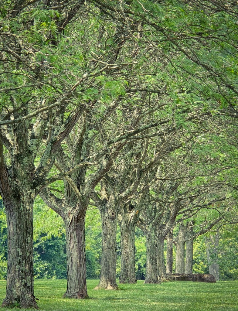 A row of majestic green trees standing in a grassy field, displaying shades of grace and natural canopy.