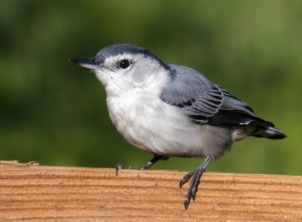 A sharp close-up photo of a tiny white-breasted nuthatch bird perched on a wooden fence rail in a Pataskala, Ohio backyard, with a soft green blurred background.