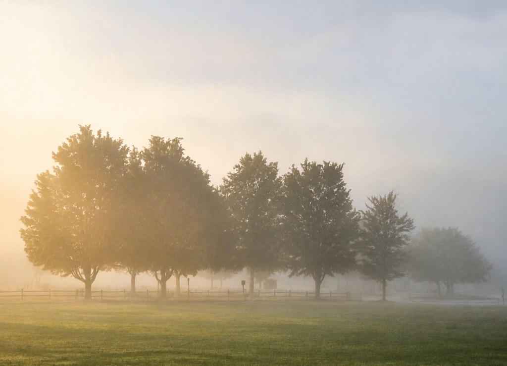Golden sunrise breaking through fog and a row of trees on a misty morning