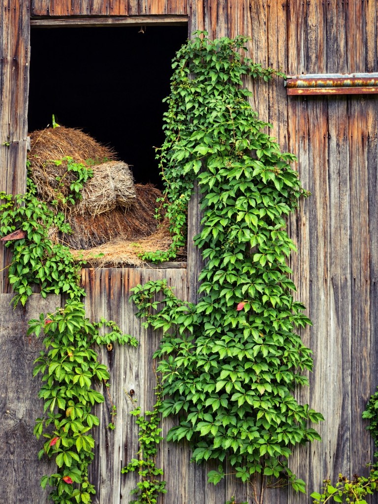 Ivy growing across a weathered abandoned barn loft filled with old hay. Pickerington, Ohio.