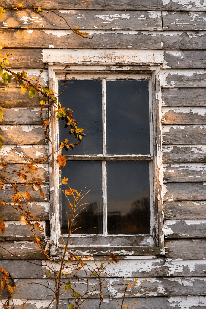 Weathered old window surrounded by autumn leaves and vines