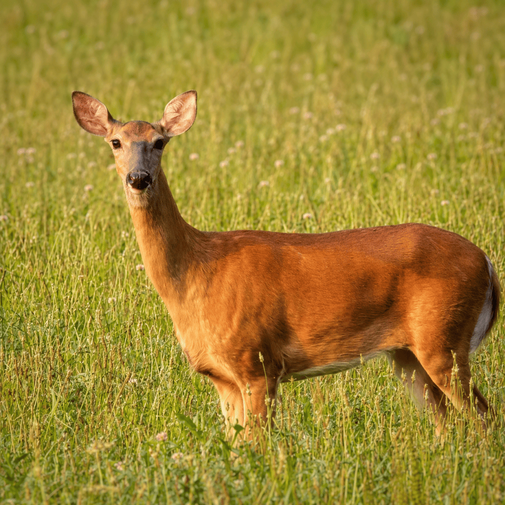 Deer standing in a grassy field bathed in warm golden hour sunlight looking at the camera