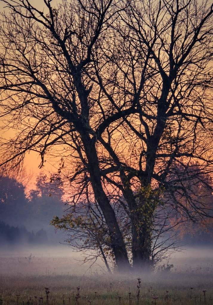 Bare autumn trees silhouetted against an orange sunrise as eerie morning fog drifts across Foundation Park.