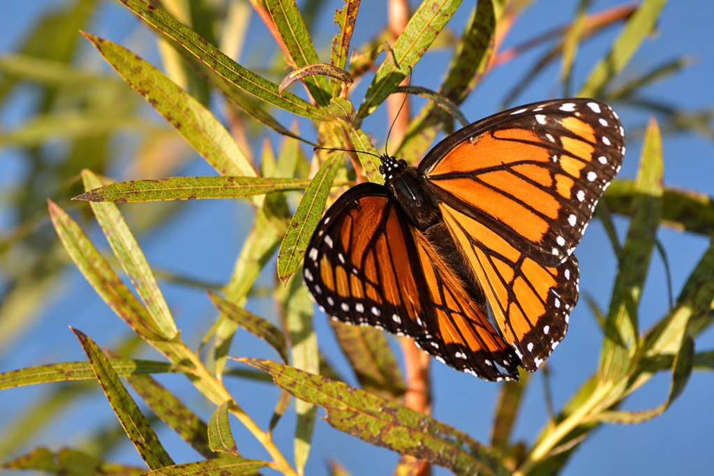 Orange and black butterfly resting on a green leaf in soft natural light.