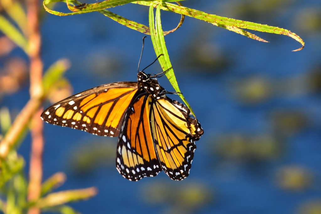 Orange and black butterfly resting on a green leaf in soft natural light.